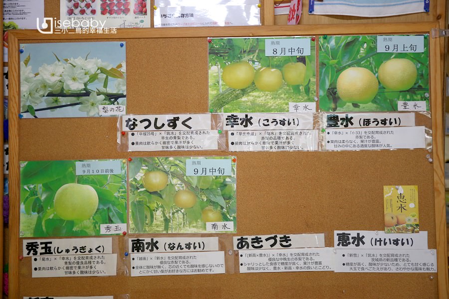 日本茨城常陸太田市採果體驗。檜山果實園