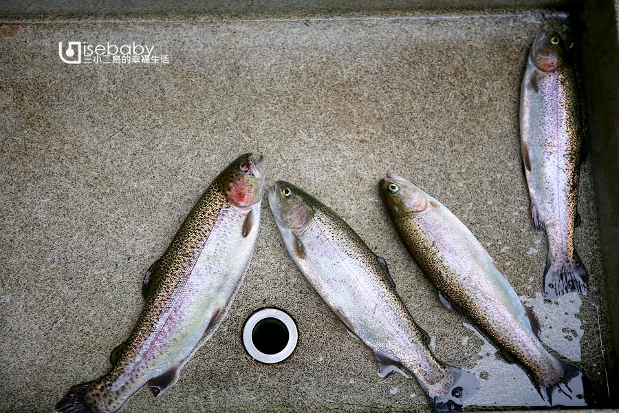 來去日本茨城常陸太田釣魚！北沢鱒魚中心 自己的魚自己釣