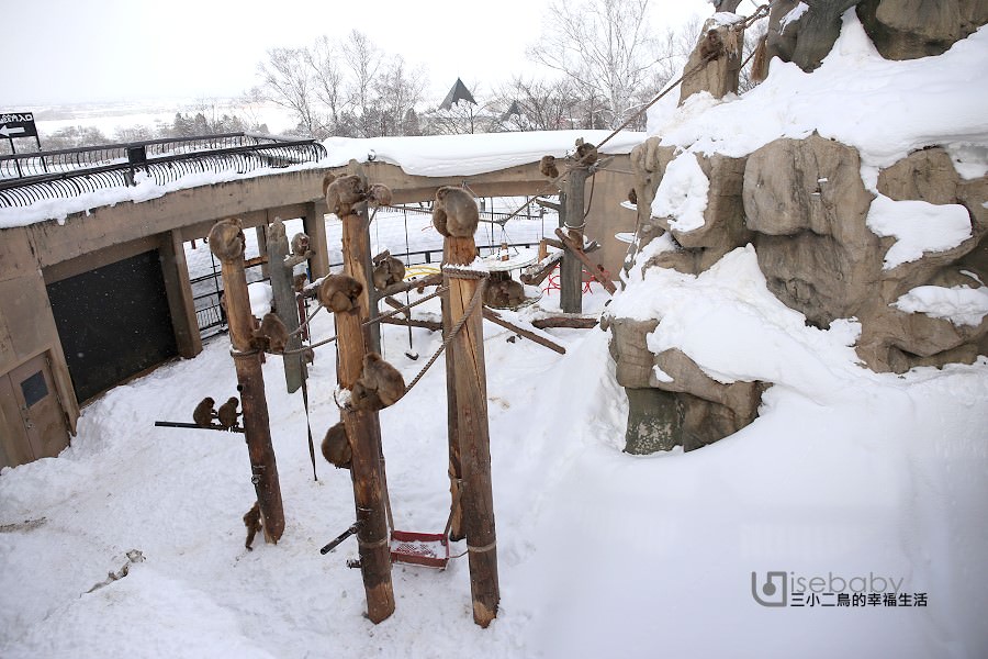 北海道推薦景點。旭山動物園 冬天必看企鵝散步
