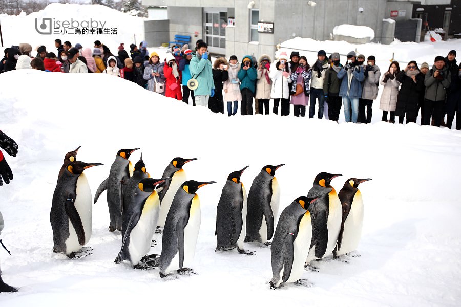 北海道推薦景點。旭山動物園 冬天必看企鵝散步