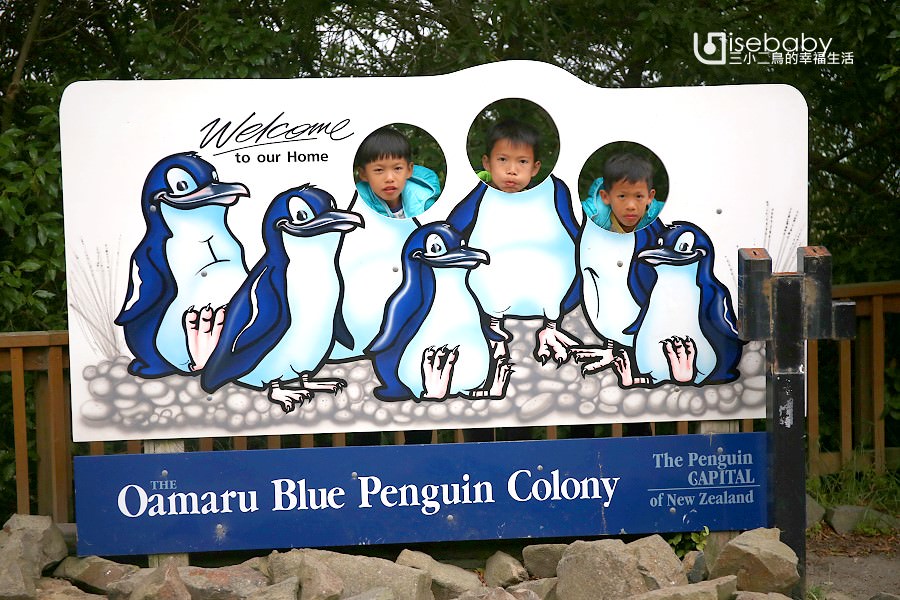 紐西蘭南島推薦行程 奧瑪魯看世界最小藍企鵝Oamaru Blue Penguin Colony