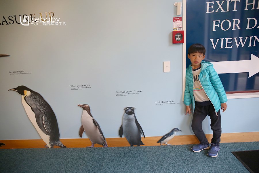 紐西蘭南島推薦行程 奧瑪魯看世界最小藍企鵝Oamaru Blue Penguin Colony