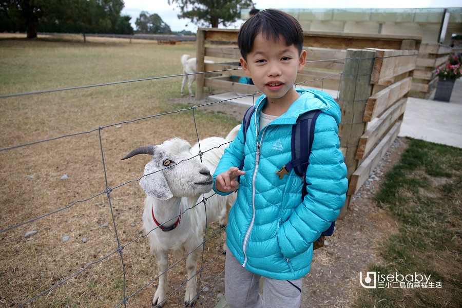 紐西蘭南島紀念品店Farmers Corner 免費參觀羊駝牧場和薰衣草田