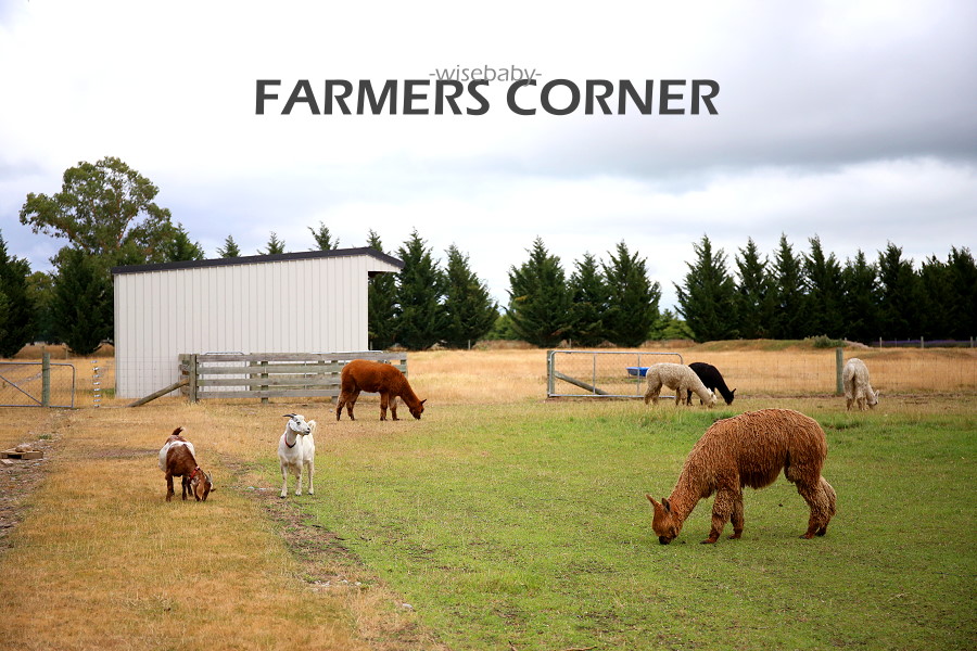 紐西蘭南島紀念品店Farmers Corner 免費參觀羊駝牧場和薰衣草田
