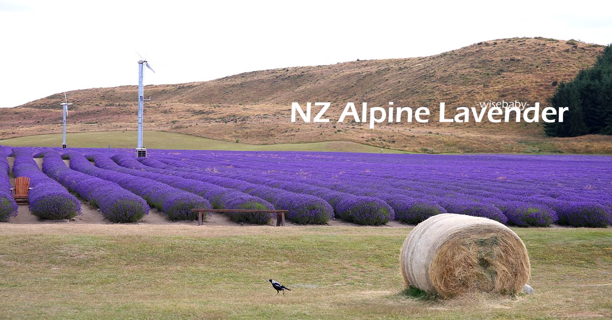 紐西蘭也有普羅旺斯薰衣草田！NZ Alpine Lavender農場冰淇淋推薦必吃