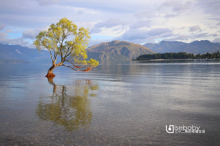 紐西蘭自助 南島必拍景點Wanaka Tree瓦納卡之樹