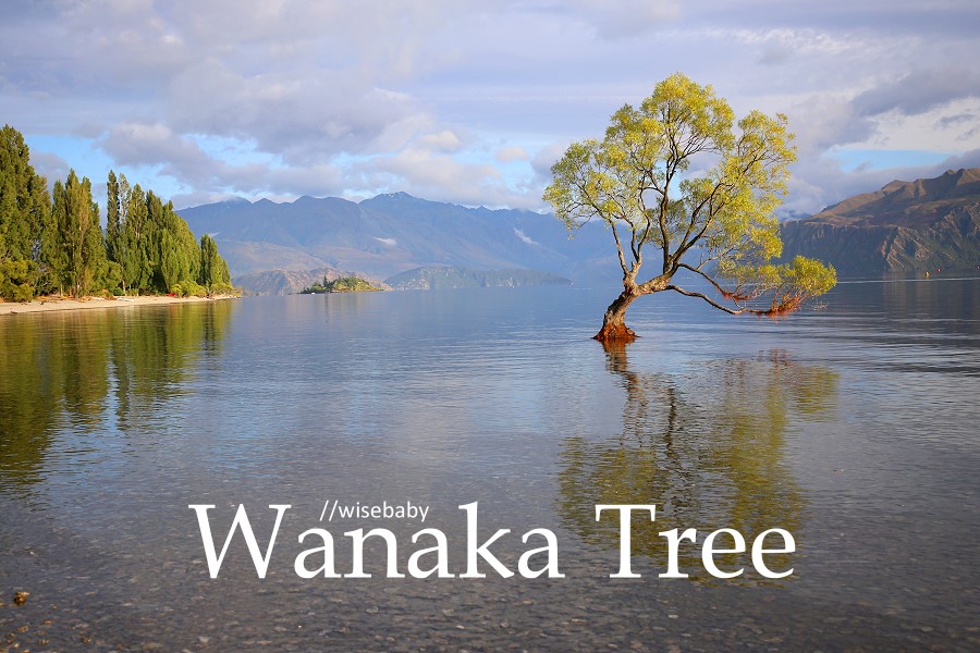 紐西蘭自助 南島必拍景點Wanaka Tree瓦納卡之樹