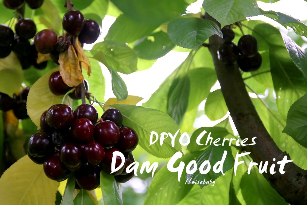 紐西蘭南島推薦在地行程 Dam Good Fruit PYO Cherries採櫻桃