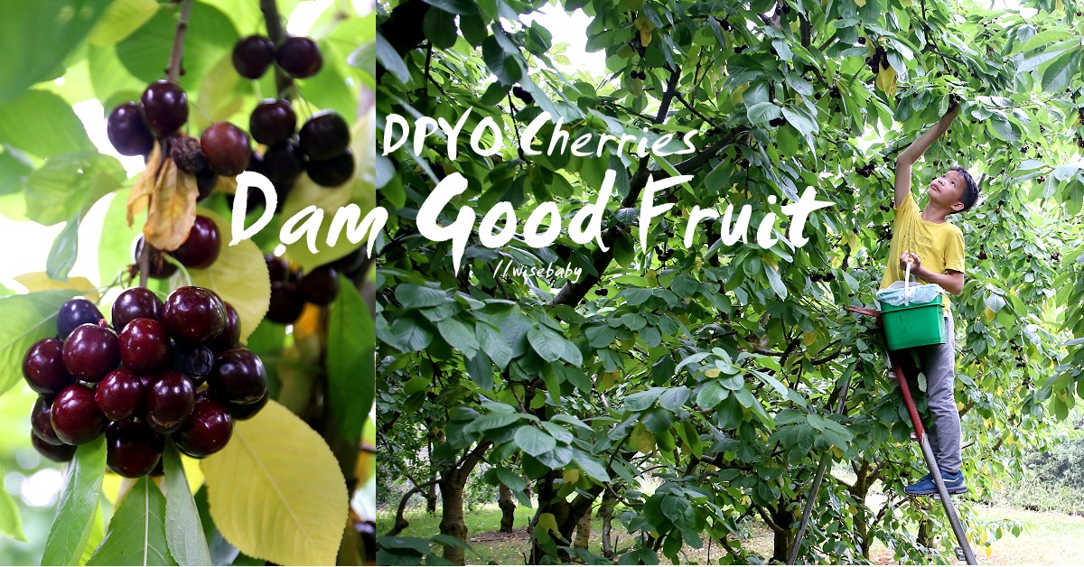 紐西蘭南島推薦在地行程 Dam Good Fruit PYO Cherries採櫻桃