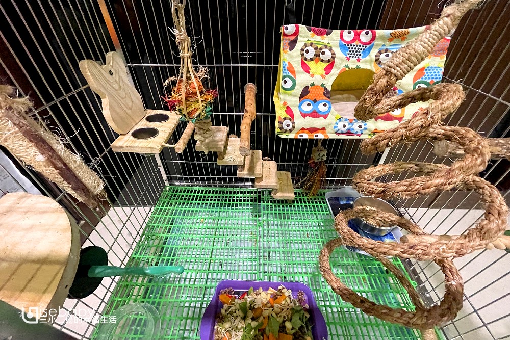 第一次養小太陽鸚鵡就上手。鳥奴懶人包 鳥籠佈置、食物飼料、玩具、外出用品經驗分享