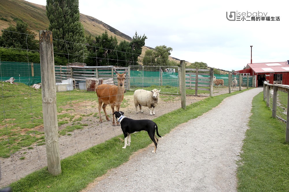 紐西蘭南島景點推薦 與超Q草泥馬零距離Glenorchy Animal Experience羊駝牧場，還有綿羊剪毛秀