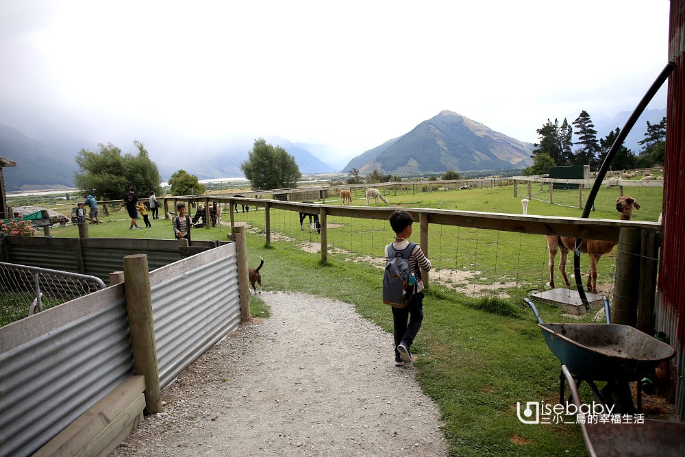 紐西蘭南島景點推薦 與超Q草泥馬零距離Glenorchy Animal Experience羊駝牧場，還有綿羊剪毛秀